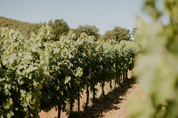 Dans les vignes