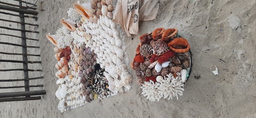 Seashells from Tanzania