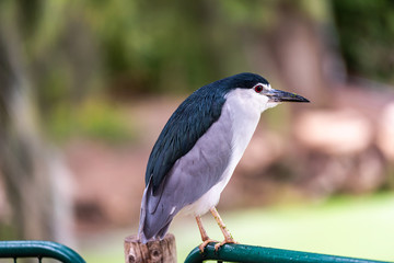 Black-crowned night heron sits in the rain at the zoo. Israel. 