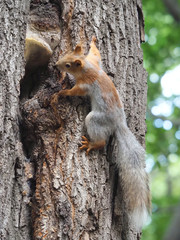 squirrel