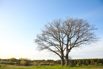 Fototapeta premium spring wildlife background. trees without leaves against the blue sky. silhouettes of oaks against the sky with a copy space.