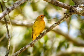 Canario da Terra