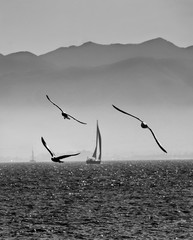 seagulls flying to the background sail a sailboat with impressive mountains in the background