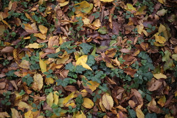 autumn leaves background
