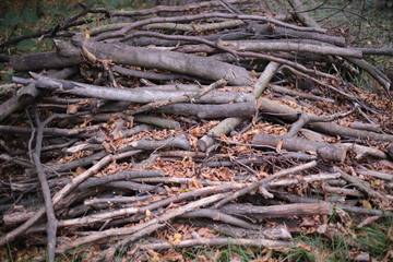 Roots of an old tree