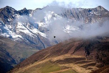 Bird with Beautiful Mountains