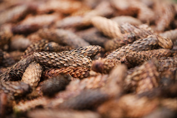 background of fir cones