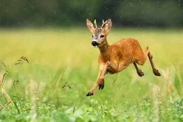 Rolgordijnen Een schattig ree, capreolus capreolus, huppelend op het gras bedekt met de zomerregen. Een dynamische jonge herkauwer loopt naar de linkerkant van de camera. Snel sprinten van wilde dieren. © WildMedia