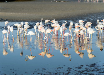 Fototapeta premium Caribbean pink flamingo at Ras al Khor Wildlife Sanctuary, a wetland reserve in Dubai, United Arab Emirates,