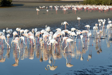Fototapeta premium Caribbean pink flamingo at Ras al Khor Wildlife Sanctuary, a wetland reserve in Dubai, United Arab Emirates,