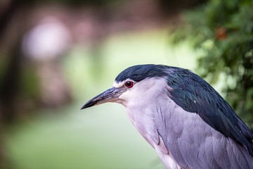 Black-crowned Night Heron sits in the rain at the zoo. Israel.  