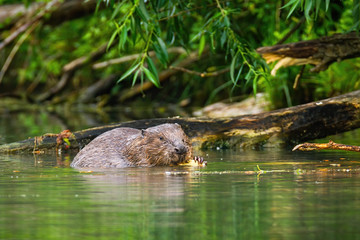 A focused eurasian beaver, castor fiber, processing the wood in the wet surroundings of the river. An adult beaver with big claws feeding himself in the water. Wild animal in natural environment. - obrazy, fototapety, plakaty