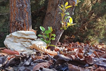 Autumn Leaves Surround A Unique Layered White Rock Setting Up Against Two Beautiful Reddish Colored Tree Trunks.