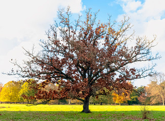 Autumn in British park - Osterley, Isleworth, London, United Kingdom