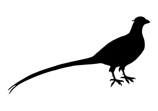 Fasan Silhouette Vektor