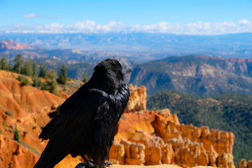 Big bird with a big view, Bryce National Park, Utah, United States of America