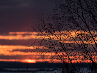 Winter sunset with orange sky behind the silhouette of a leaveless tree in Finland