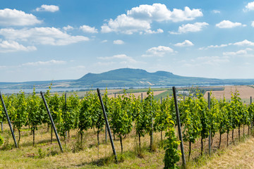 Fototapeta na wymiar Palava with vineyards near Popice,South Moravia, Czech Republic