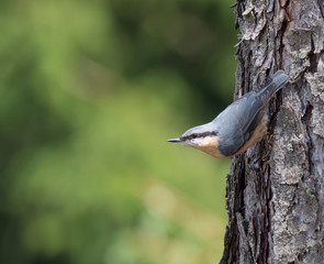Close up wood Nuthatch or Eurasian nuthatch, climbing on larch tree trunk with head down. Green...