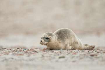 Obraz premium Young and cute Common seal, close up, wildlife, natural environment, Phoca vitulina