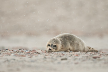 Fototapeta premium Young and cute Common seal, close up, wildlife, natural environment, Phoca vitulina