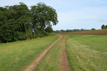 Fototapeta na wymiar Field road landscape with grass