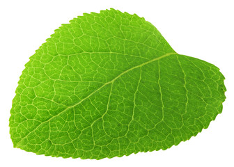Fototapeta na wymiar Blueberry leaf, isolated on white background, clipping path, full depth of field