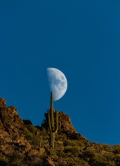 saguaro moon
