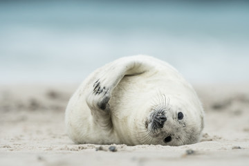 Young and cute grey seal pup, natural environment, close up, wildlife, Halichoerus grypus