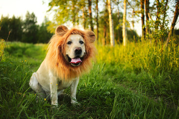 Funny big dog with fake lions mane at green field
