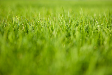 green grass background on the lawn. fresh grass texture with soft focus