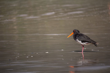 New Zealand Variable Oyster Catcher Standing on the Beach in Northland New Zealand with Copy Space
