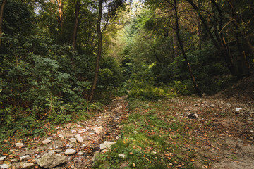 dramatic day time forest landscape photography with moody green foliage on trees and rocky stone ground  