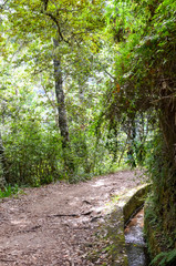 Vertical photo of a hiking path in the forest during Levada dos Balcoes Trail in Madeira, Portugal. Irrigation system canal with a stream of water. Green trees around the way. Trekking in the forest