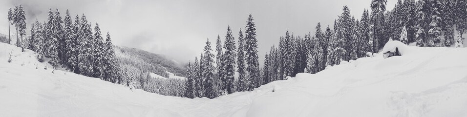 Fir trees strewn with snow, highlands landscapes in winter