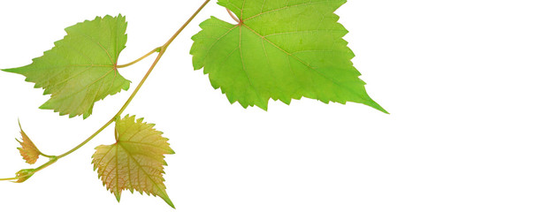 Grapevine isolated on white background. Free space for text. Wide photo.