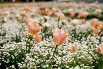 Blühende Tulpen im Frühling, Blüten mit Bokeh