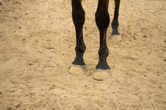 horse hooves on dust dirt ground 
