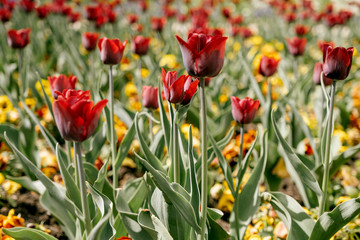Fototapeta premium Blühende Tulpen im Frühling, Blüten mit Bokeh