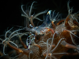 Holthuis`Anemone Shrimp, Partnergarnele (Ancylomenes holthuisi)