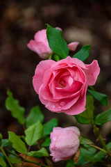 Rose flower closeup. Shallow depth of field. Spring flower of pink rose