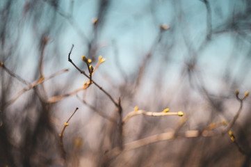 Spring tree