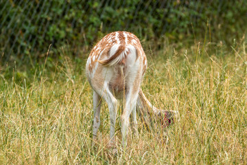Sika deer portrait in the grazing land