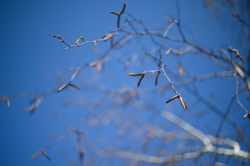 catkins of birch