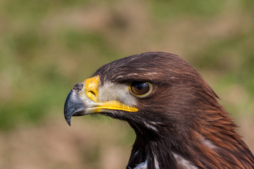 Golden Eagle closeup