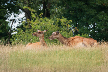 Sika deer hinds resting in the grazing land
