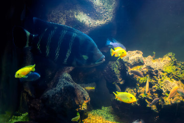Tropical fish in a large aquarium. Natural aquarium representing tropical biotope.