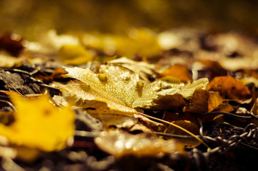 Autumn leaves