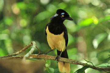 Tropical black bird with a yellow belly.