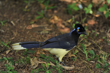 Tropical black bird with a yellow belly.